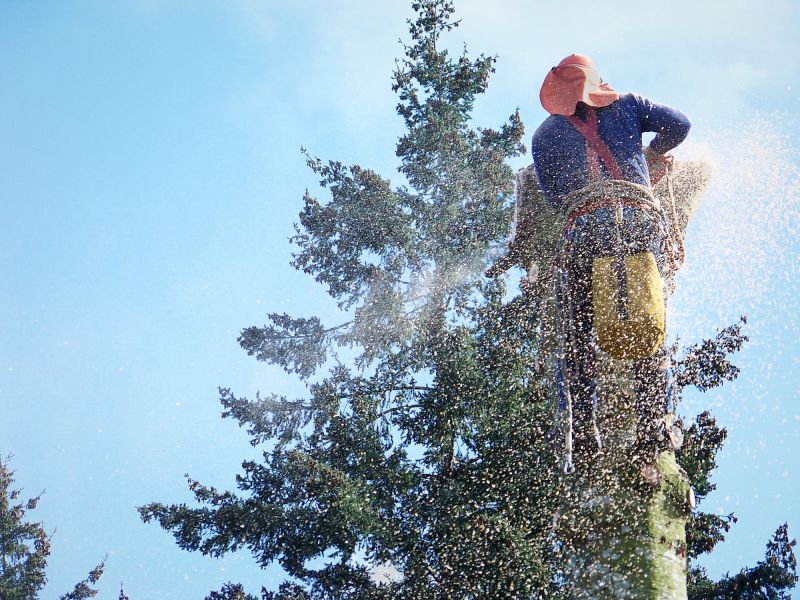 Top Rated Tree Removal Equipment