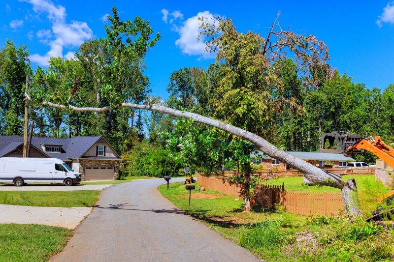 Cost of Tree Removal Service in Prescott, AZ