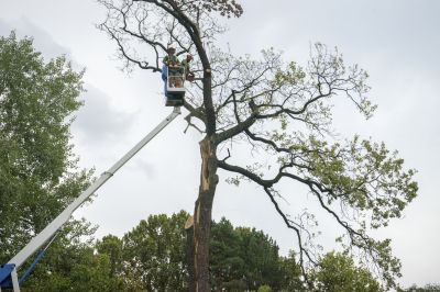 When To Get Tree Removals in Prescott