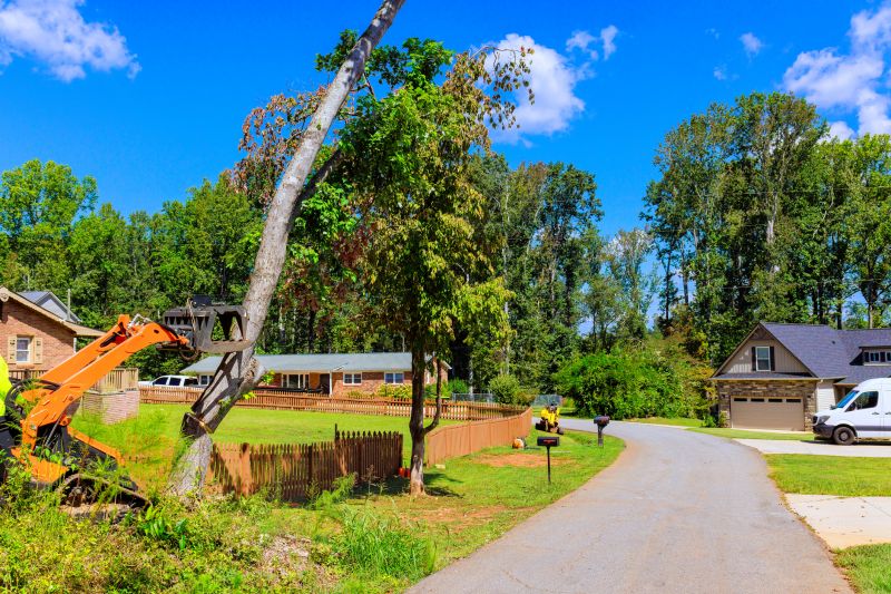 Tree Removal Services Information