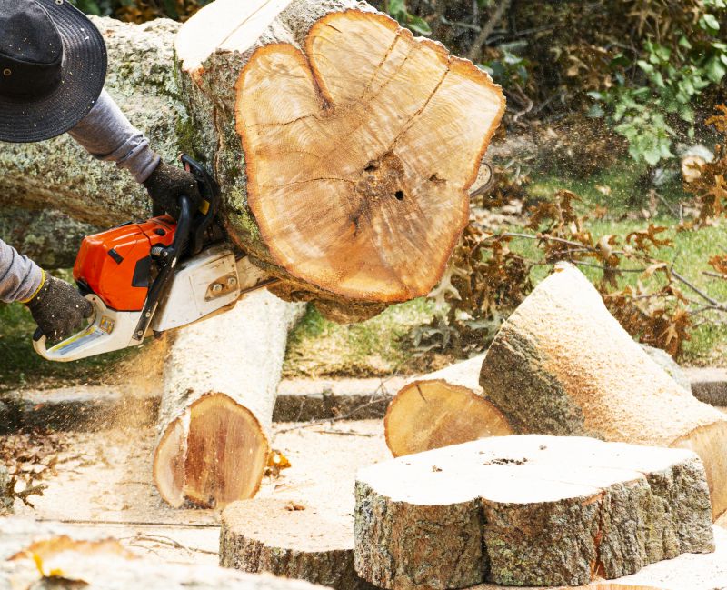 Who Provides Tree Removal Services in Prescott AZ