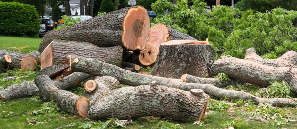 Cost of Large Tree Removal in Prescott