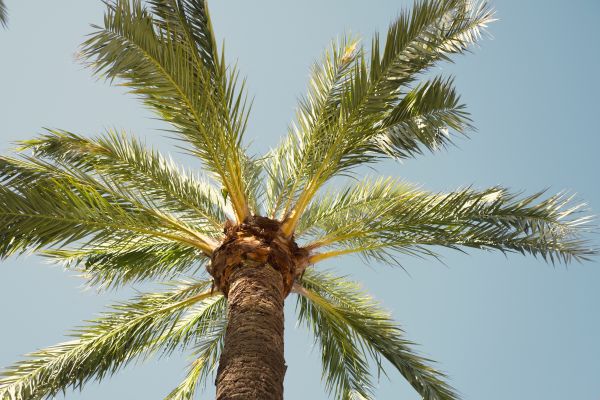 Cost of Palm Tree Removal in Prescott