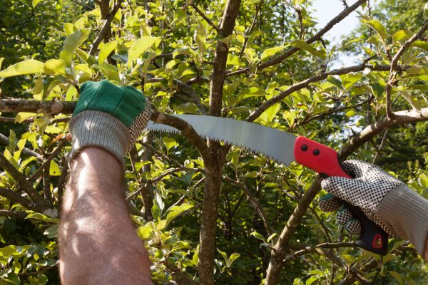 Cost of Small Tree Removal in Prescott