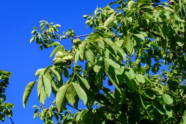 Cost of Walnut Tree Removal in Prescott