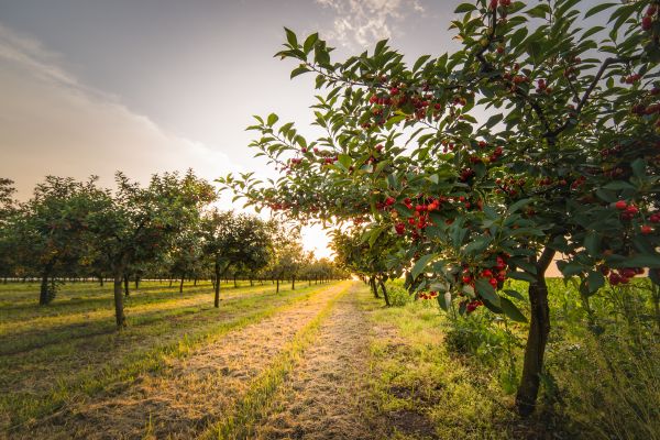 Cost of Cherry Tree Removal in Prescott