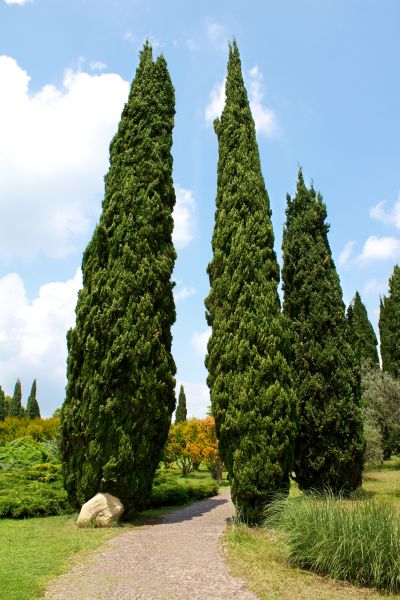 Cost of Cypress Tree Removal in Prescott