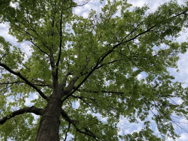 Cost of Oak Tree Removal in Prescott