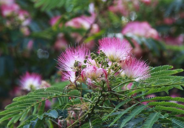 Cost of Mimosa Tree Removal in Prescott