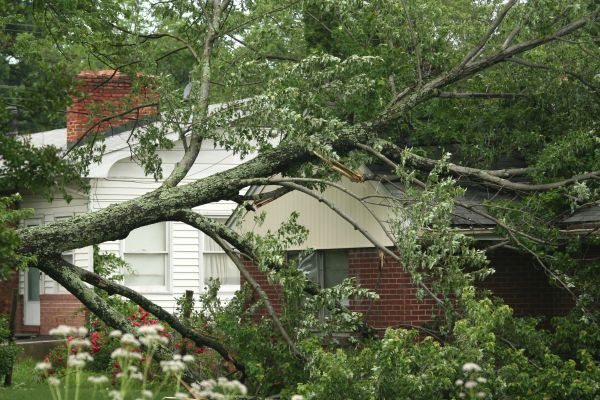 Cost of Emergency Tree Removal in Prescott