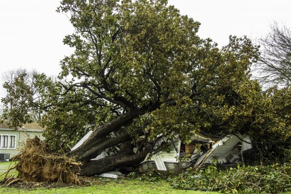 Cost of Fallen Tree Removal in Prescott