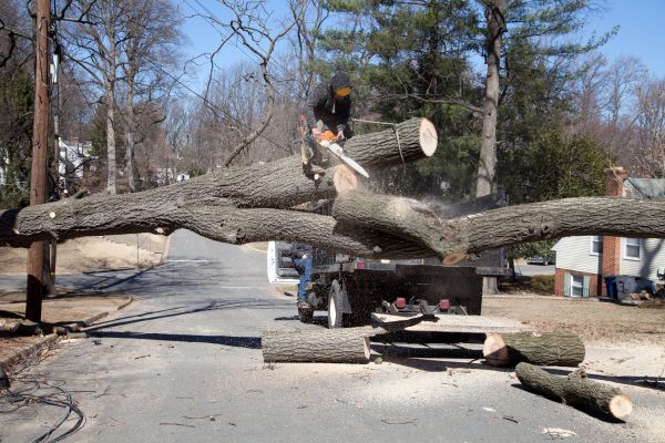 Cost of Residential Tree Removal in Prescott