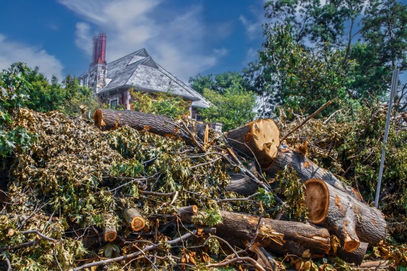 Dogwood Tree Removal