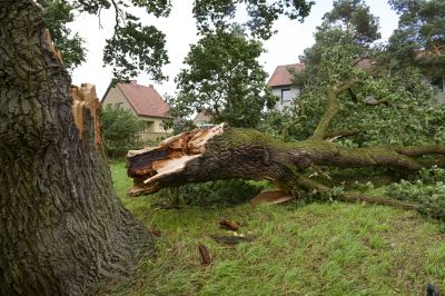 Tree on Residential Property