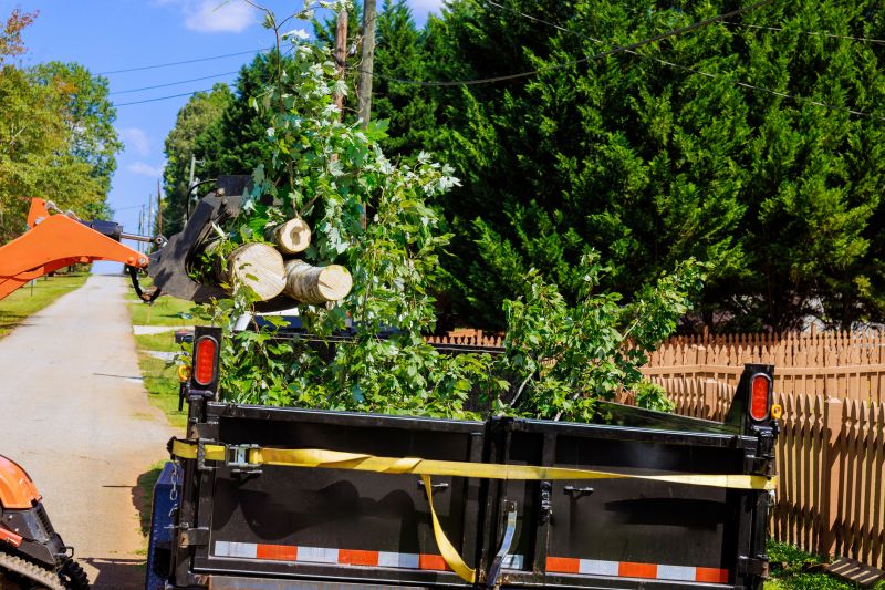 Maple Tree Removal