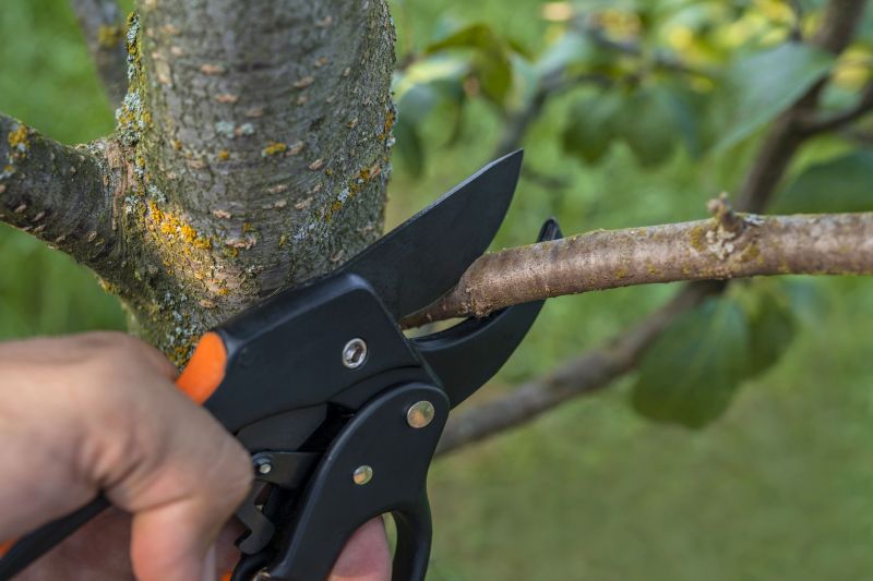 Mimosa Tree Removal