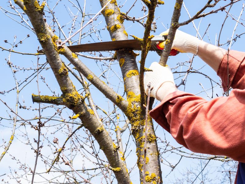 Mimosa Tree Removal