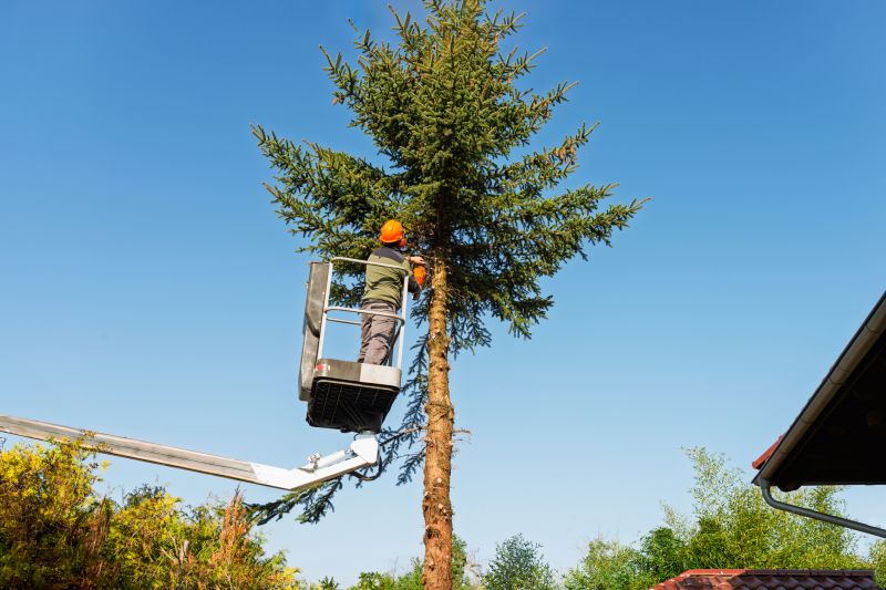 Tree Removal Planning