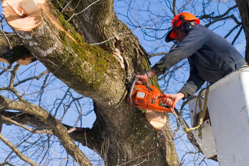 Summer Tree Removals