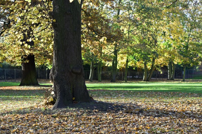 Fall Tree Removals