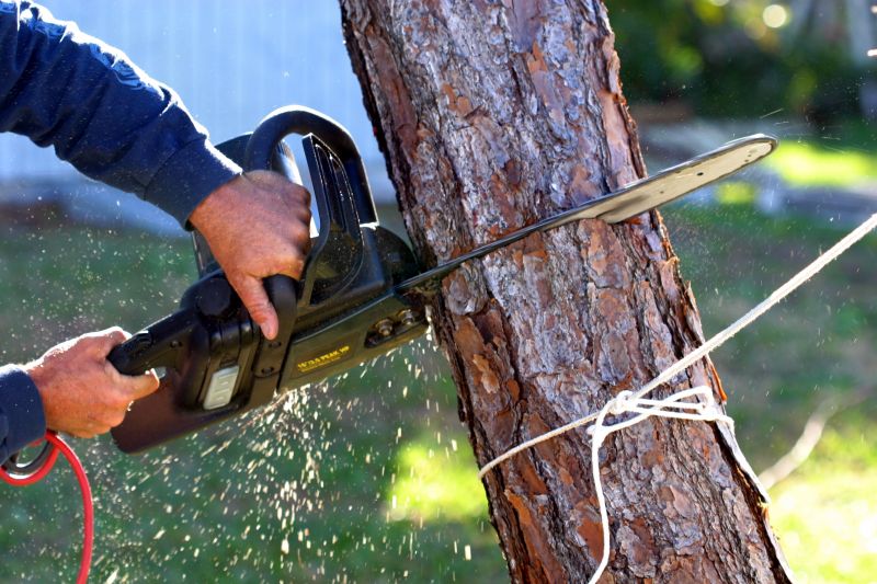 Winter Tree Removals