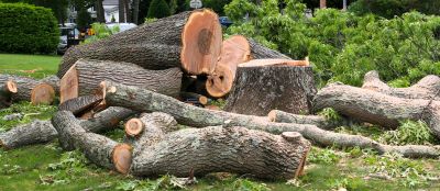 Impact of Seasons on Tree Removal