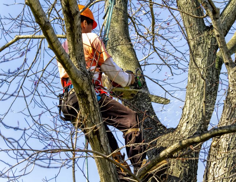 Completed Tree Removals