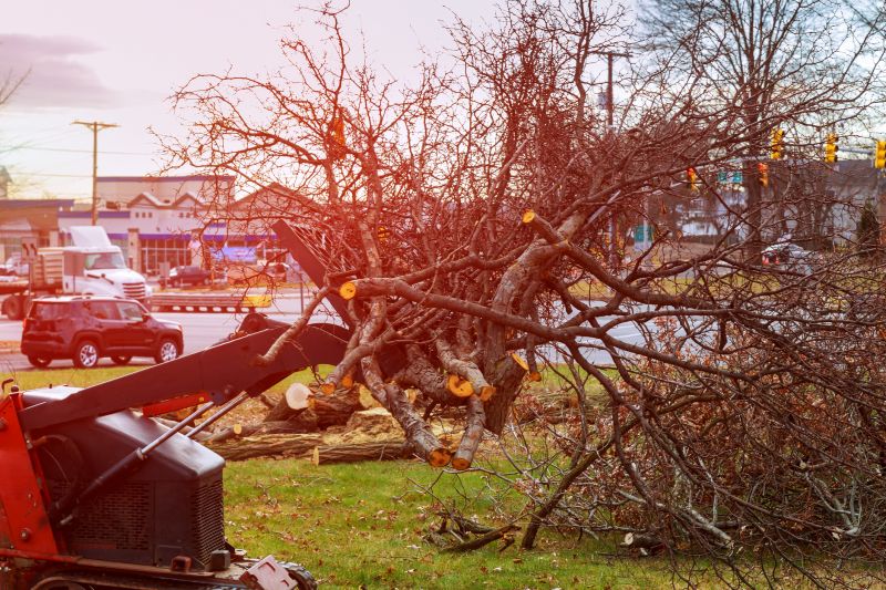 Tree Removal Equipment in Use