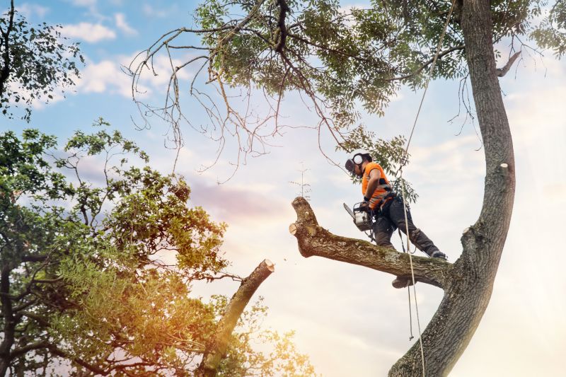 Tree Climbing and Cutting