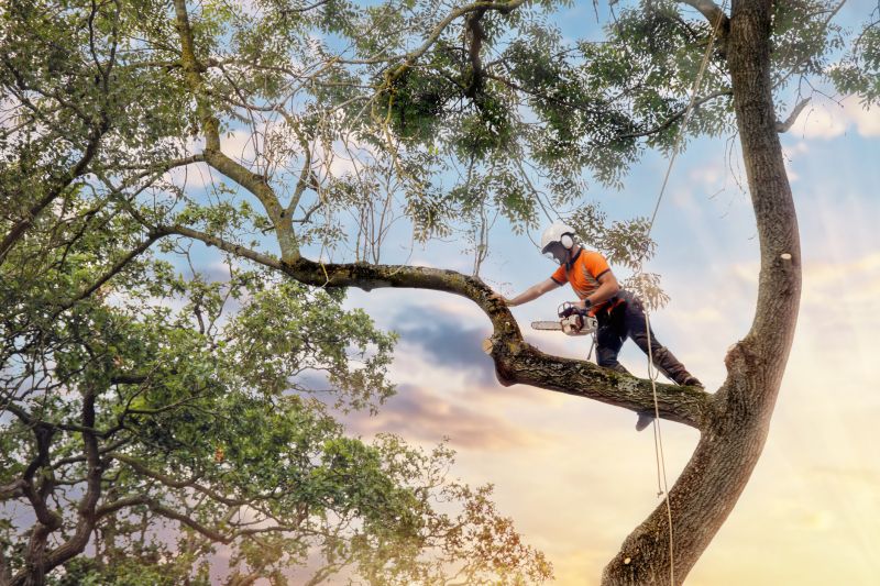 Tree Health Assessments